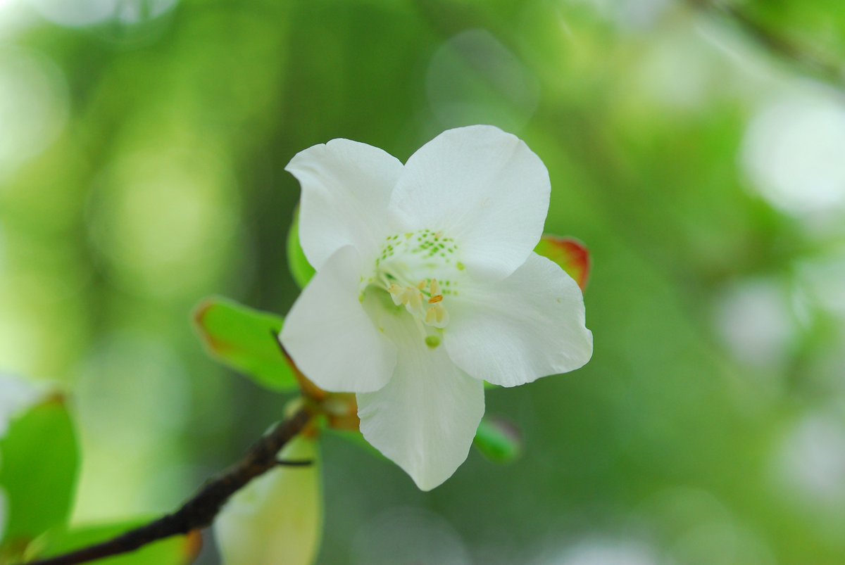 Uzivatel 六甲高山植物園 Na Twitteru シロヤシオ の花が見頃です ツツジの仲間で 葉っぱが五枚輪生するため五葉 ゴヨウ ツツジとも呼ばれます 白の花びらに淡い緑の斑点模様が素朴でかわいい 愛子様のおしるしの花としても有名ですね
