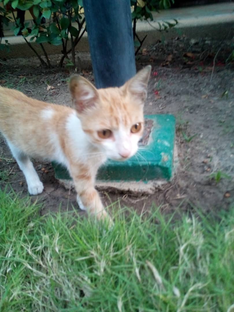 FAPRANIANZ's tweet photo. #REPORTAN Se encuentra dentro de las instalaciones del CC Plaza Mayor en #Lecheria #Anzoategui , como es usual en este tipo de casos se requiere mas que un temporal es un hogar definitivo, esta en riesgo. #Difunde #AdoptaNoCompres #Gato https://t.co/OaclXFch24