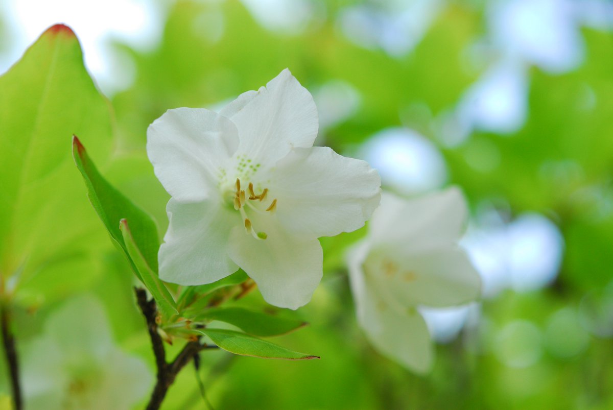 六甲高山植物園 シロヤシオ の花が見頃です ツツジの仲間で 葉っぱが五枚輪生するため五葉 ゴヨウ ツツジとも呼ばれます 白の花びらに淡い緑の斑点模様が素朴でかわいい 愛子様のおしるしの花としても有名ですね