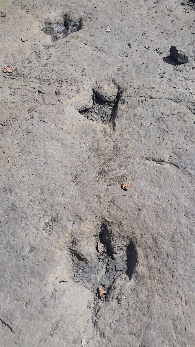 VictoriaArbour's tweet photo. Alberta might have the bones, but BC is the place to be for Canadian dinosaur footprints. Here's just a few highlights from today's #CSVP2019 field trip to the Six Peaks dinosaur tracksite. Fabulous fossils. #BCfossils https://t.co/Ijt1jiluib