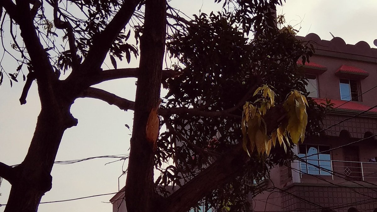 kumariika's tweet photo. Due to #CycloneFani this tree lost many of its branches loaded with mangoes.
New leaves have grown on the same tree.
#Hope #LetsRebuildOdisha #WeWillBeBack https://t.co/4gc65ngwFz