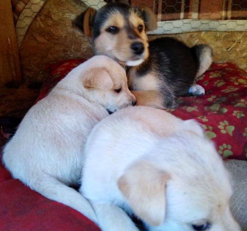 Cachorritos gorditos hermosos y regalones en búsqueda de buenas familias adoptivas, un mes y medio de edad. Disponibilidad de entregas para #Viña, #Valparaíso u otras comunas cercanas previo contacto al teléfono o WhatsApp +56940453172.