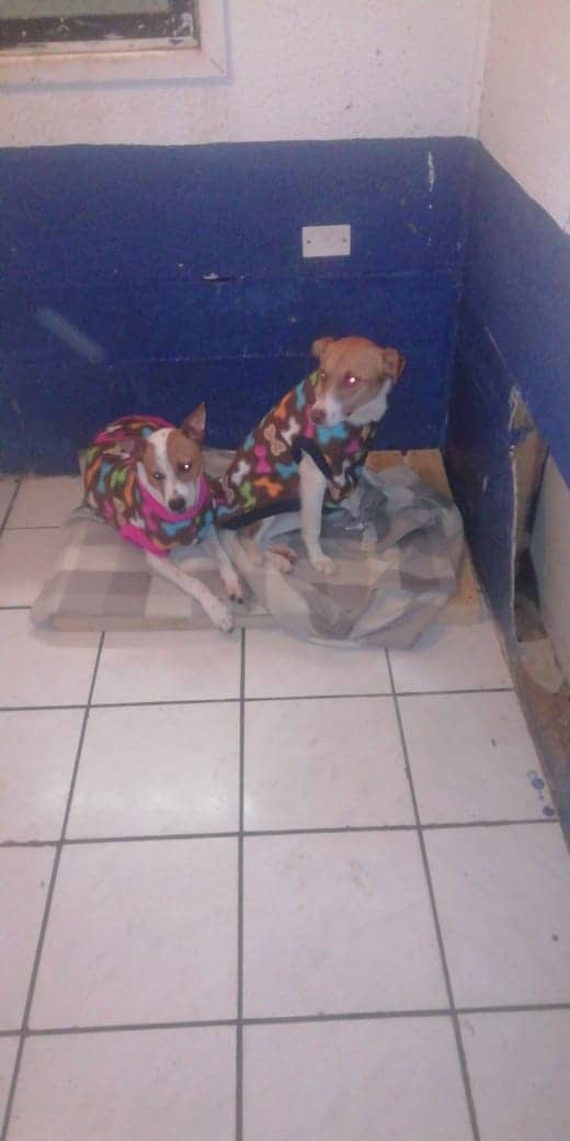 Mis bellos tesoros, están en el Canil de Lobita Placilla V región, siguen esperando familias, son macho y hembra 7 meses de amor puro que te entregaran una vez que abras tu corazón, por favor difundir, no han tenido suerte , espero que esta vez si!!