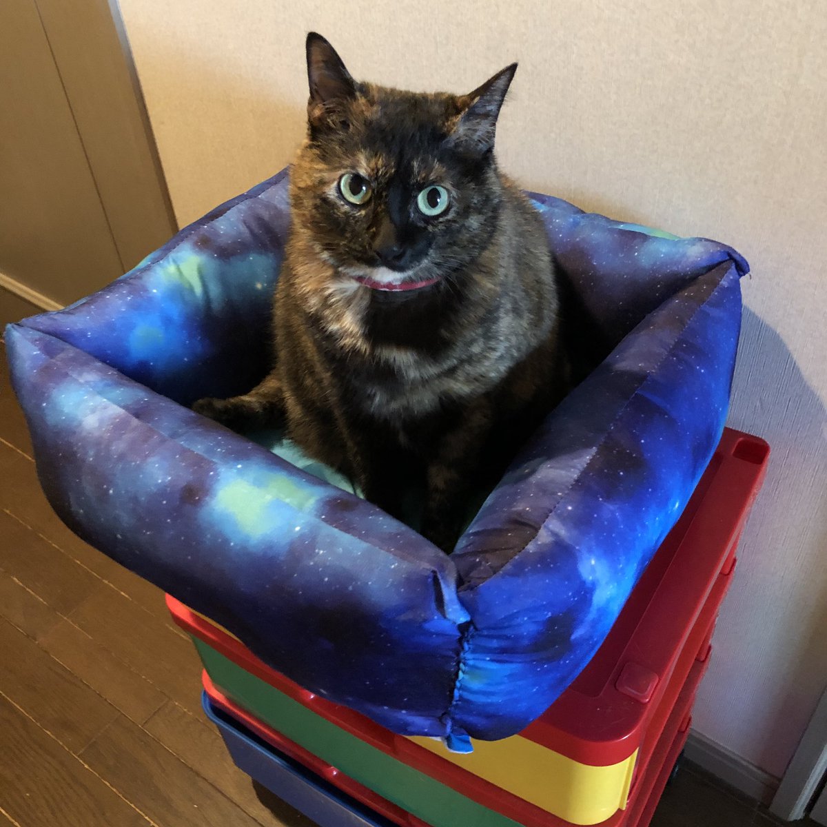 のりたま 猫ベッドを100均材料で作ったよ チクチク縫い付けるだけ 簡単 材料費600円くらい 今回はセリアで材料揃えたけど ダイソーのミニ座布団をくるくる丸めて縁につけて縫い付けてもできるらしい ネット調べ 猫ベッド 手作り猫ベッド 材料