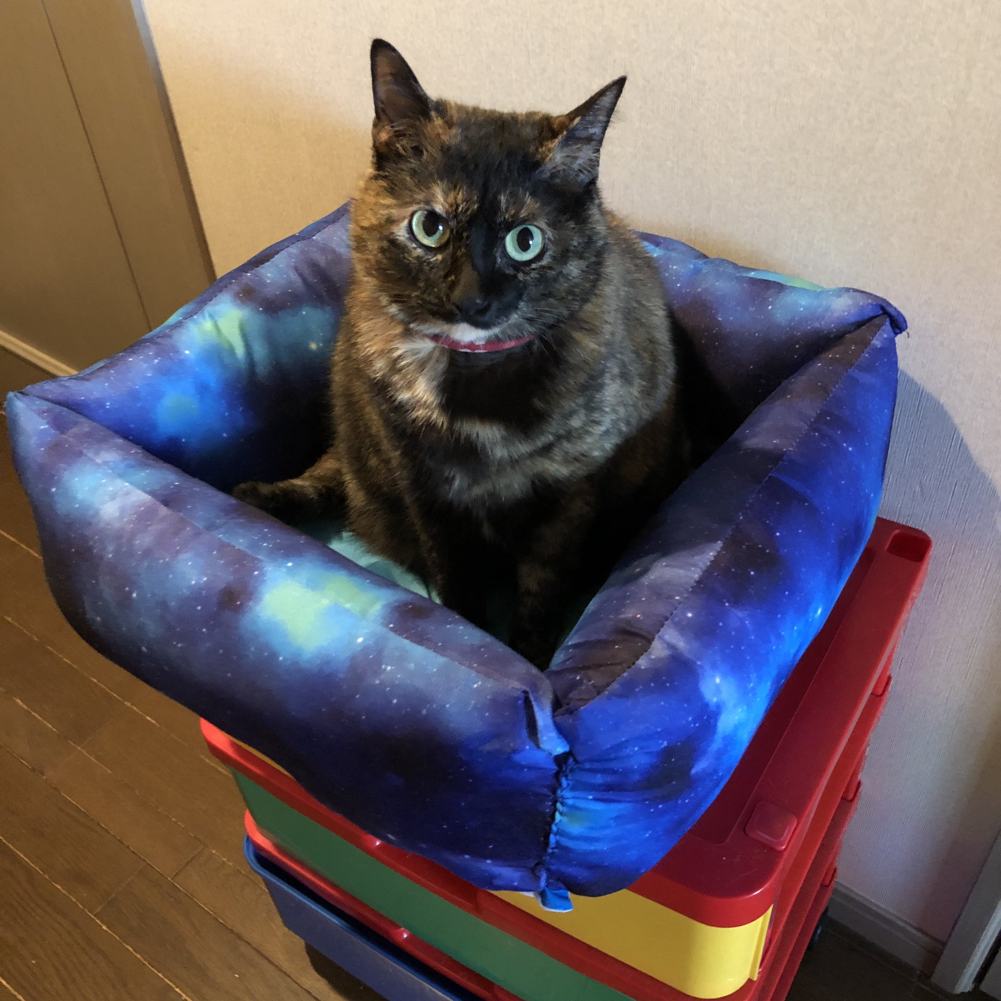 のりたま 猫ベッドを100均材料で作ったよ チクチク縫い付けるだけ 簡単 材料費600円くらい 今回はセリアで材料揃えたけど ダイソーのミニ座布団をくるくる丸めて縁につけて縫い付けてもできるらしい ネット調べ 猫ベッド 手作り のりたま 猫ベッドを100均材料で作ったよ チクチク縫い付けるだけ 簡単 材料費600円くらい 今回はセリアで材料揃えたけど ダイソーのミニ座布団をくるくる丸めて縁につけて縫い付けてもできるらしい ネット調べ 猫ベッド 手作り