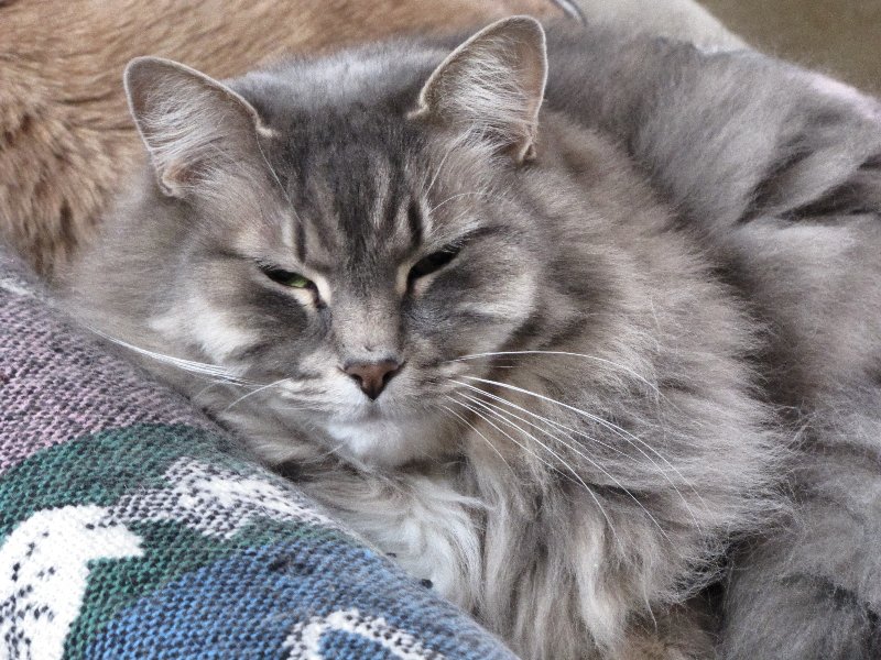 Said to tell you that my old kitty, Hannah, who was about 21 years old, crossed the Rainbow Bridge yesterday.  May she be reunited in spirit with her sister and all her other feline companions.