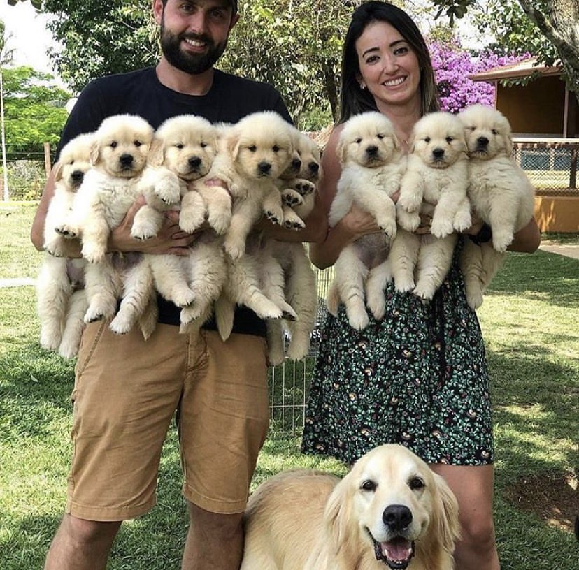Custom Pet Gifts tweet media