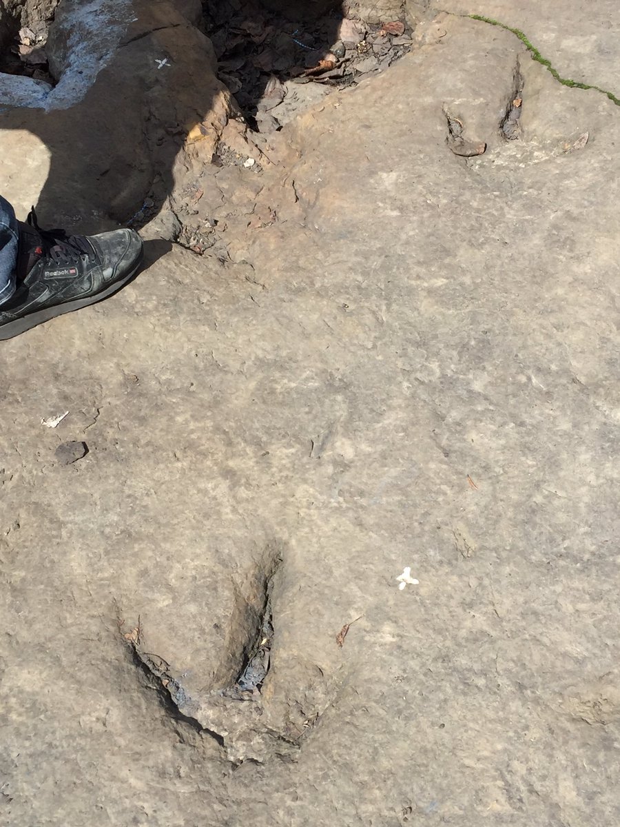AaronLeBlanc6's tweet photo. Following in the footsteps of Cretaceous dinosaurs! Our #CSVP2019 field trip was an amazing experience! https://t.co/X0cUASdYOV