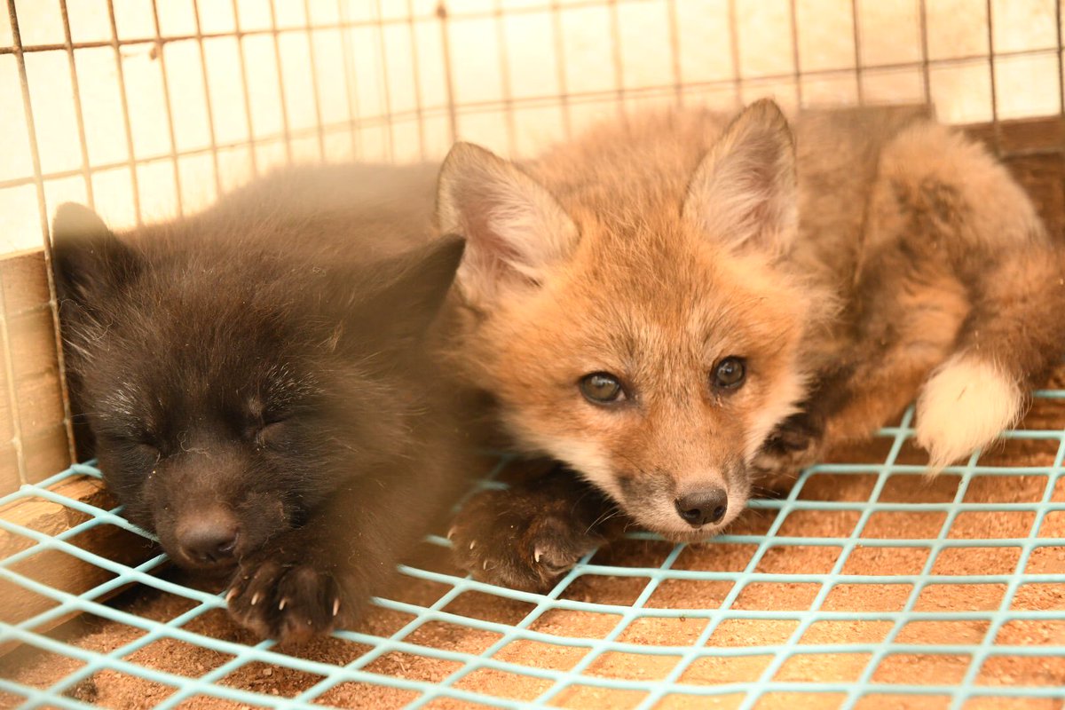 Foxssil(フォクシル) おきつね全国地図4/11ver公開しました