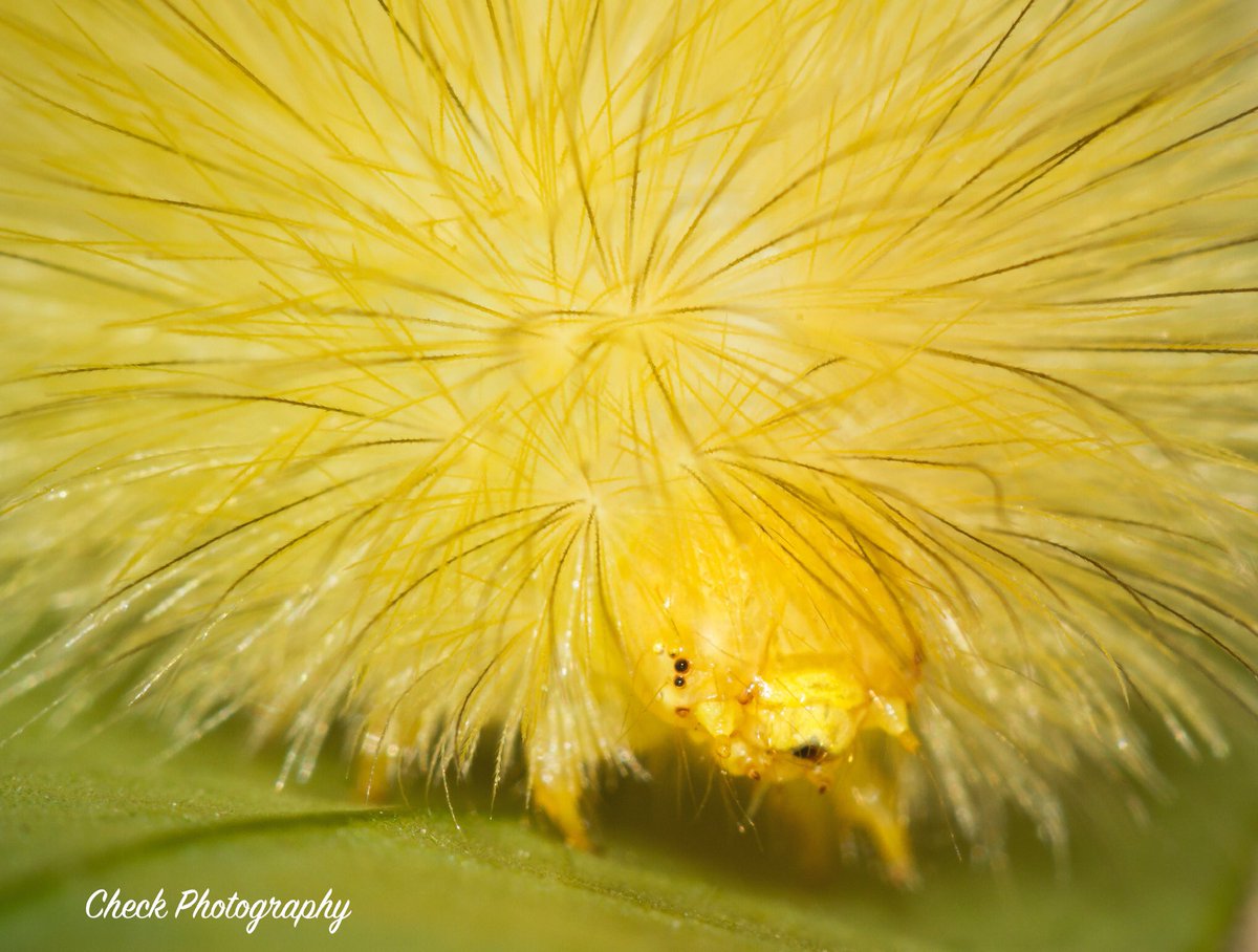 CheckPhotograph's tweet photo. Happy Monday Bugday! Have a great week! #checkphotography #mondaybugday #monday #canon #macro #macrophotography #macrophoto #macrobellows #nature #naturephotography #insect #outside #insects #bug #bugs #beautiful #critter #work #caterpillar #fuzzy #hairy #May https://t.co/tzkXRaQbHS