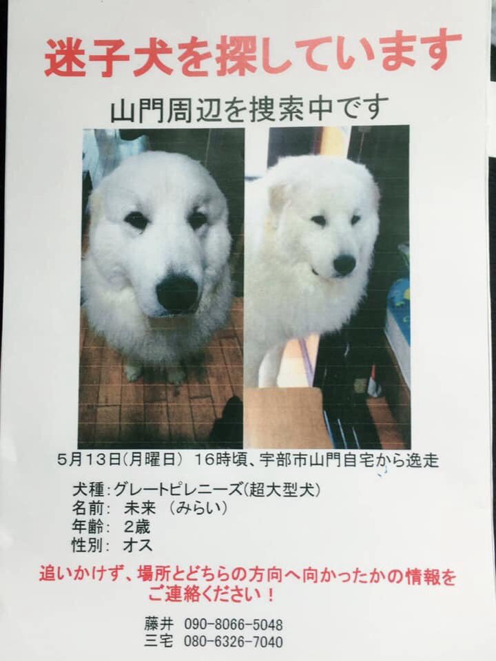 ピレニーズ ピレニーズ