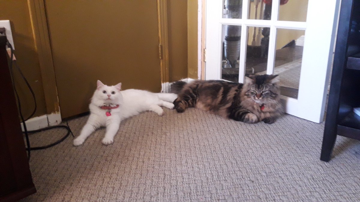 rockdaboatNL's tweet photo. Best Buds...Nico and Claire

#catsofNL https://t.co/k3wdo7Bs2m
