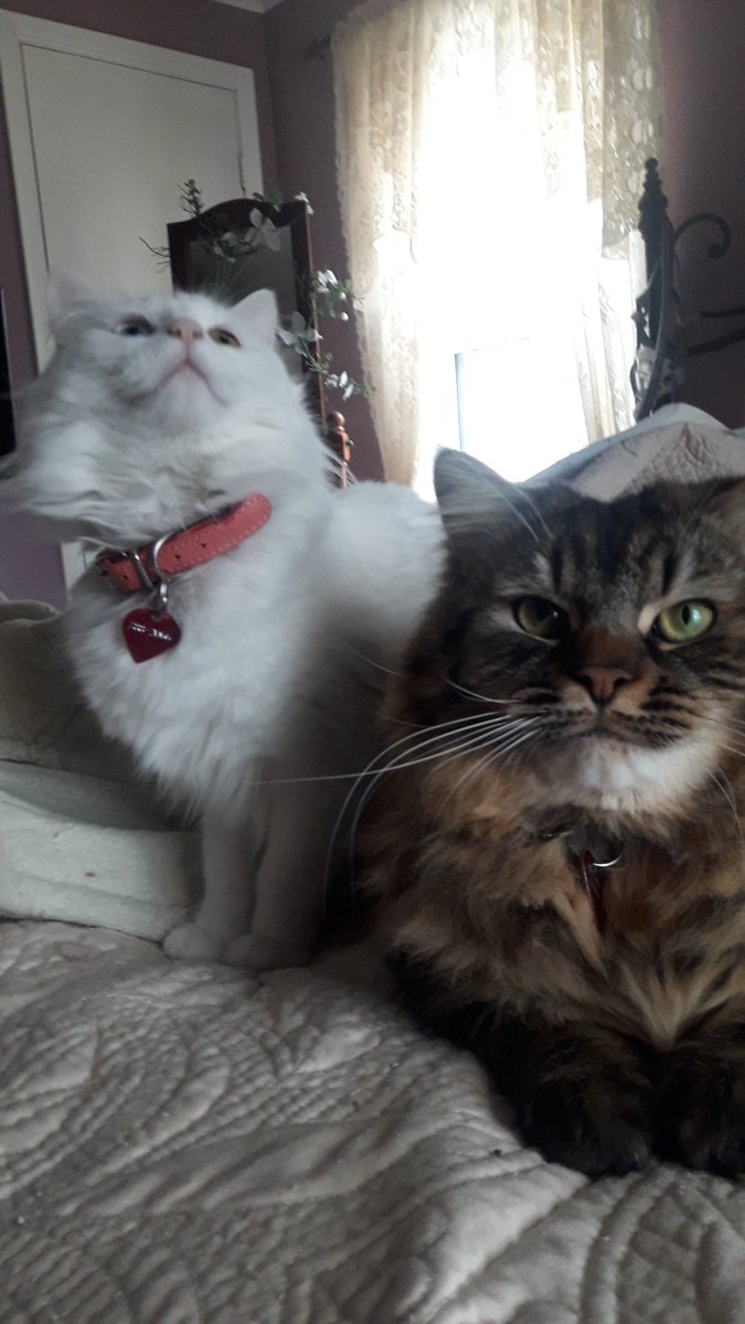 rockdaboatNL's tweet photo. Best Buds...Nico and Claire

#catsofNL https://t.co/k3wdo7Bs2m