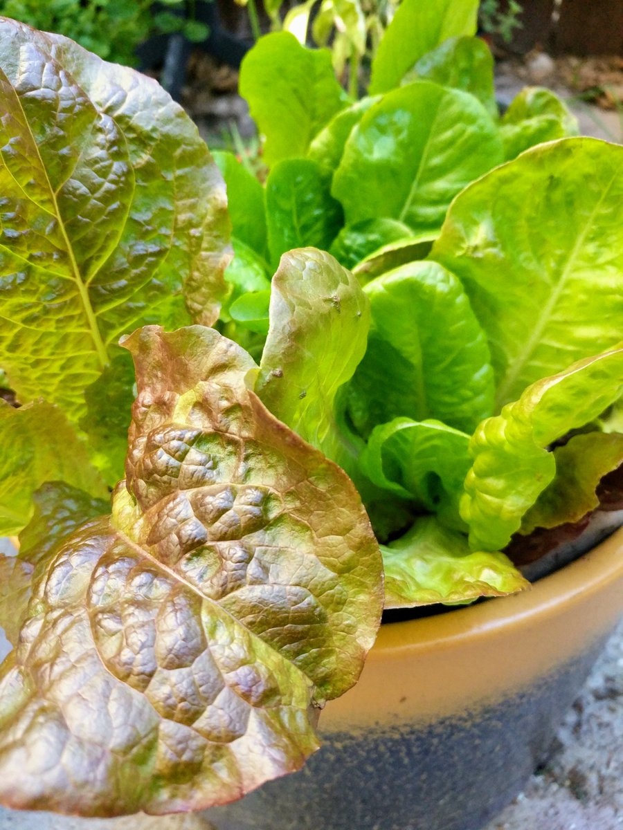 It's too easy to grow your own lettuce :)
#backyardfarm #veggie #veggiegardening