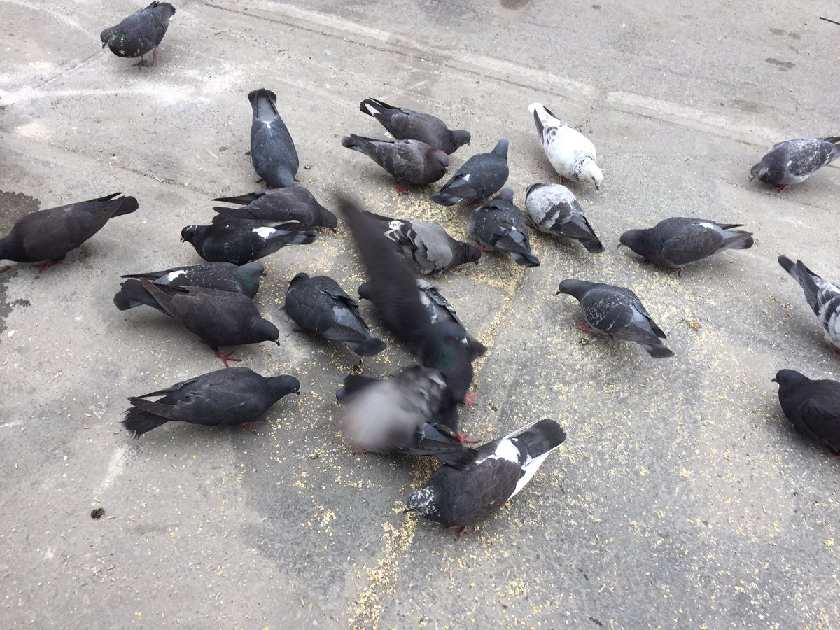MissBirb's tweet photo. I took two pictures of pigeons today https://t.co/q7889TcJtS