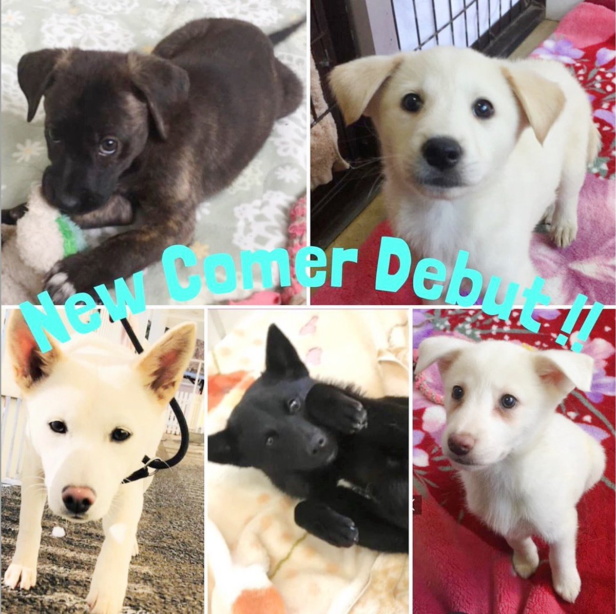 PeaceWankoJapan's tweet image. Looking for a new family member?
New comers will debut on May 16th (thu)🐶💕
3 pups and 2 adults up for adoption through PWJ Shonan Adoption Center.Come and meet our dogs!Please come and see me！
facebook.com/events/5495062…

#Peaxe-wanko #peacewankojapan #adoptdog #shelterdog