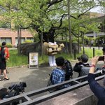イシツブテに足生えてる!