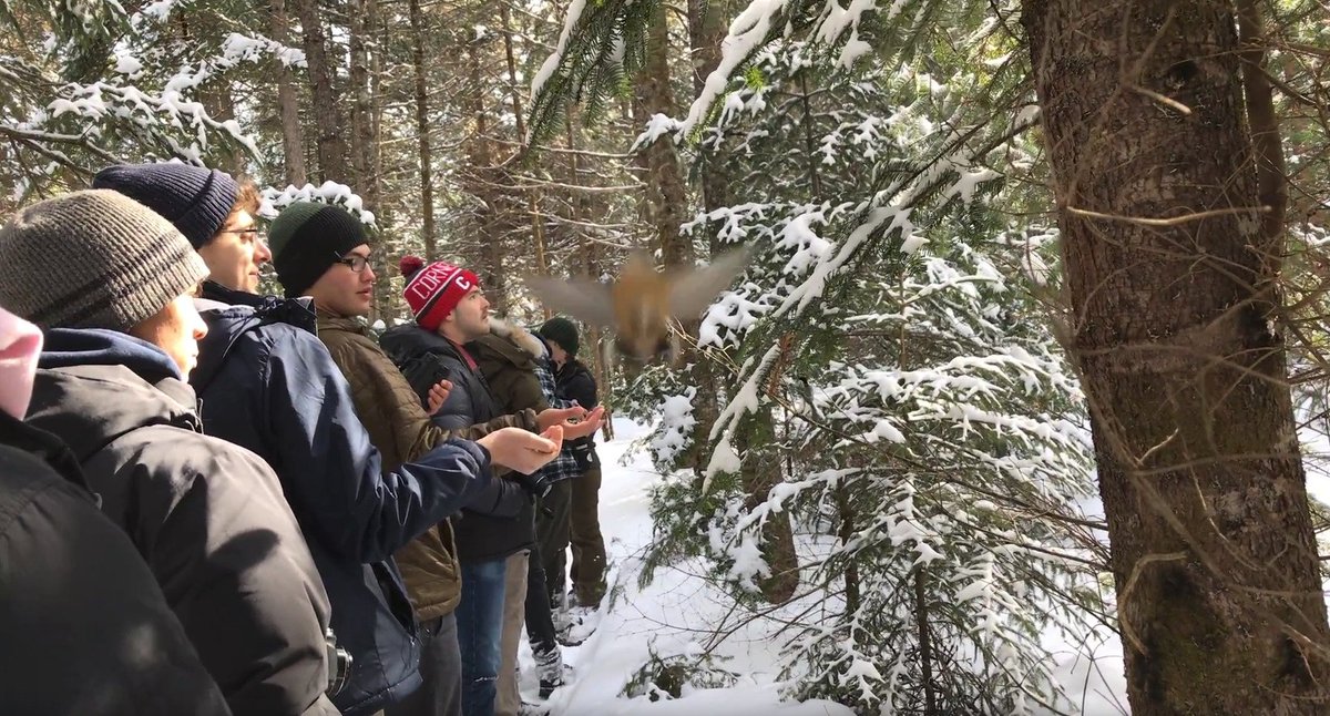 AlanaShizume's tweet photo. Some unused footage: Center: a red-breasted nuthatch diving for the cameraman on a #birding trip. 
As Abumrad @Radiolab said during our #CornellEngComm Q&amp;A, we try not to be too attached to our recordings. For every min. used, we ended up recording about 10hrs of unused footage https://t.co/5yUGEPQnfJ
