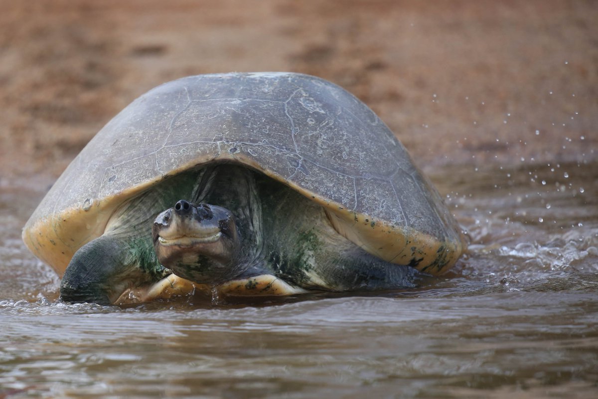 TCSMsia's tweet photo. Here’s why it is so important to #takeaction against #turtle #extinction now. We don’t have much time to waste. 

@IUCN_ASAP
@TurtleSurvival #ZeroTurtleExtinctions

https://t.co/c0LesqtsPd 

Photo by Vera Nieuwenhuis @PhotographersWB https://t.co/LqNGTPTUtA