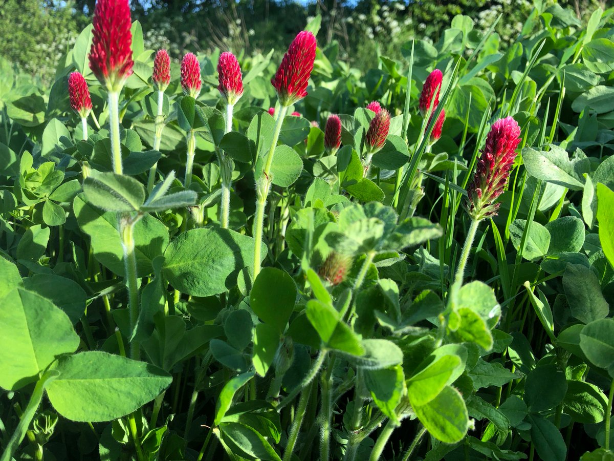 _Blackbird_Farm's tweet photo. Crimson clover flowering in our nectar rich margin @_Blackbird_Farm #bees #wildlife https://t.co/SnZkMe6PIv