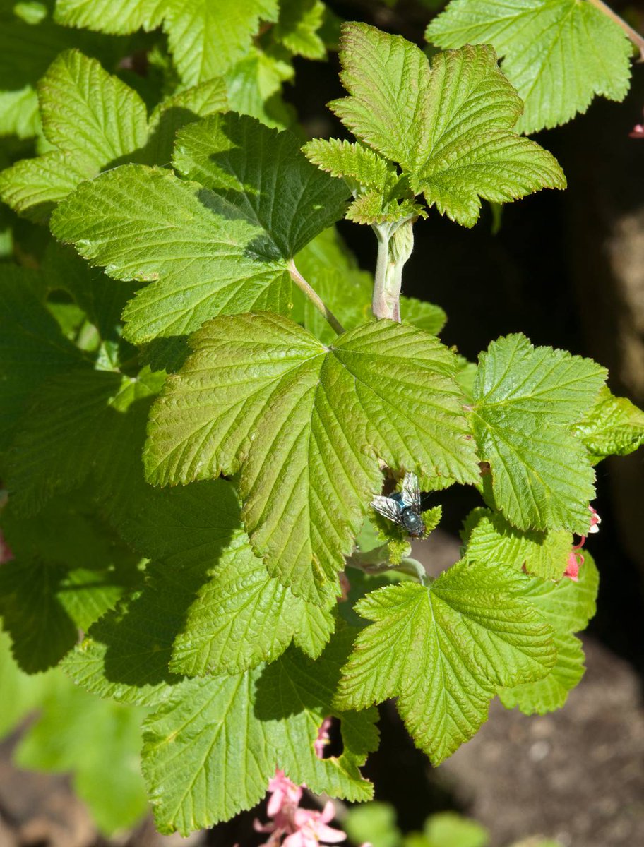 IWSLtd's tweet photo. Loving #InvasivesWeek, here is your weekly #Tuesdaychallenge, can you name this non native invasive.. https://t.co/T0mlWVyCug