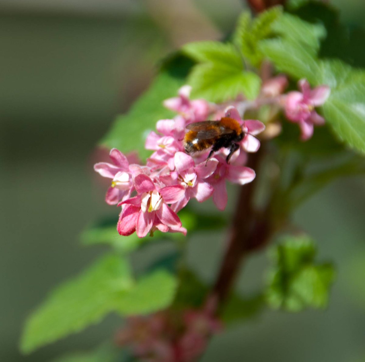 IWSLtd's tweet photo. Loving #InvasivesWeek, here is your weekly #Tuesdaychallenge, can you name this non native invasive.. https://t.co/T0mlWVyCug