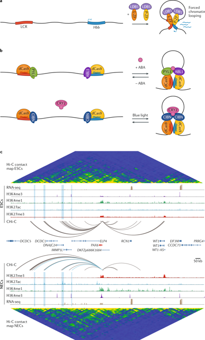 NatureRevGenet's tweet photo. Long-range enhancer–promoter contacts in gene expression control https://t.co/BwYVr4VDhj #Review by Stefan Schoenfelder &amp; @Peter_Fraser1 @BabrahamInst https://t.co/pR5854oAMw