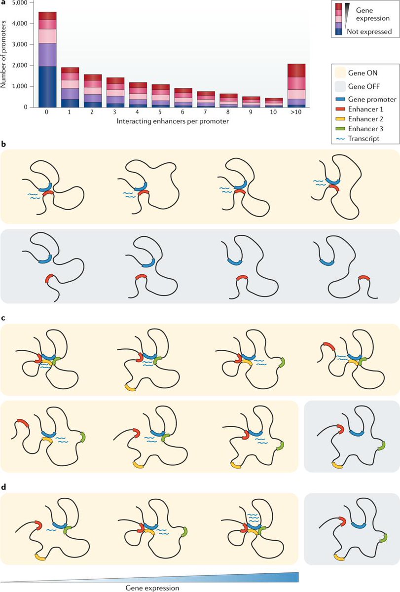 Nature Reviews Genetics (@naturerevgenet) on Twitter photo Long-range enhancer–promoter contacts in gene expression control go.nature.com/2WJp6p8 #Review by Stefan Schoenfelder & @Peter_Fraser1 <a href="/BabrahamInst/">Babraham Institute</a> Long-range enhancer–promoter contacts in gene expression control go.nature.com/2WJp6p8 #Review by Stefan Schoenfelder & @Peter_Fraser1 <a href="/BabrahamInst/">Babraham Institute</a>