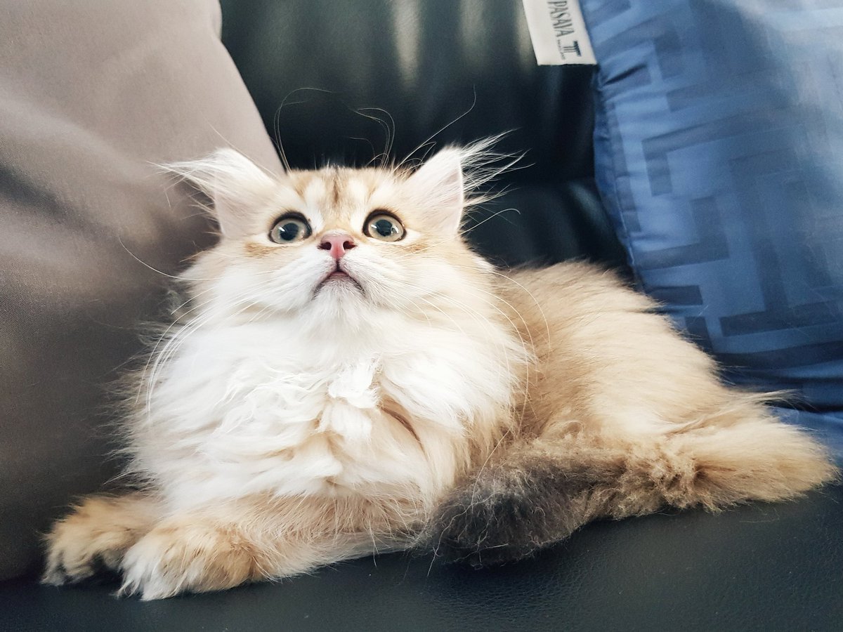 Bonusiie's tweet photo. สาวน้อย https://t.co/DM48Jdf6zj