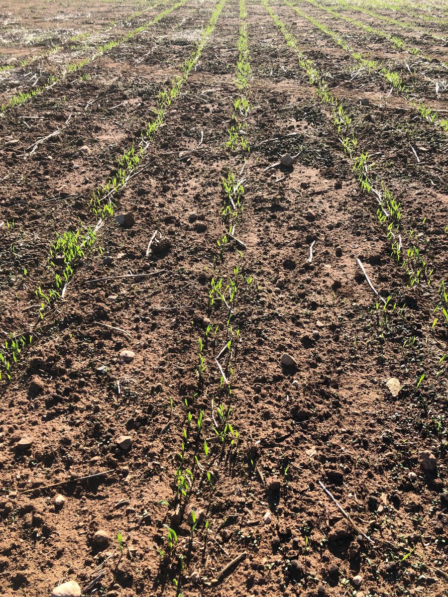 dealingdirt's tweet image. First look at emerging barley sown through #pairedrow #rootbootrazor. 500mm row spacing paired row splitting 50 to 75mm