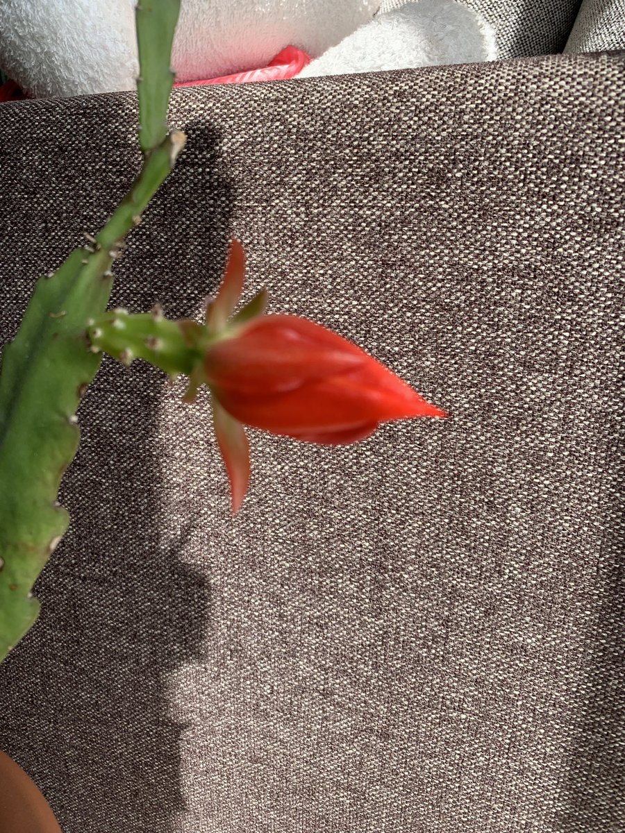 Admiral56 孔雀サボテンの花芽 ナメクジの大食害から復活 今年は暖かいからいい花芽がついた 開花が楽しみ クジャクサボテン クジャクサボテンの花 Admiral56 孔雀サボテンの花芽 ナメクジの大食害から復活 今年は暖かいからいい花芽がついた 開花が楽しみ クジャクサボテン クジャクサボテンの花