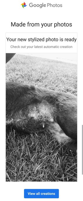 Thank You Google photos for making this stylized photo. What was once a colour picture used to track my dog's scar post-surgery, is now a tasteful black and white dog nipple masterpiece. 