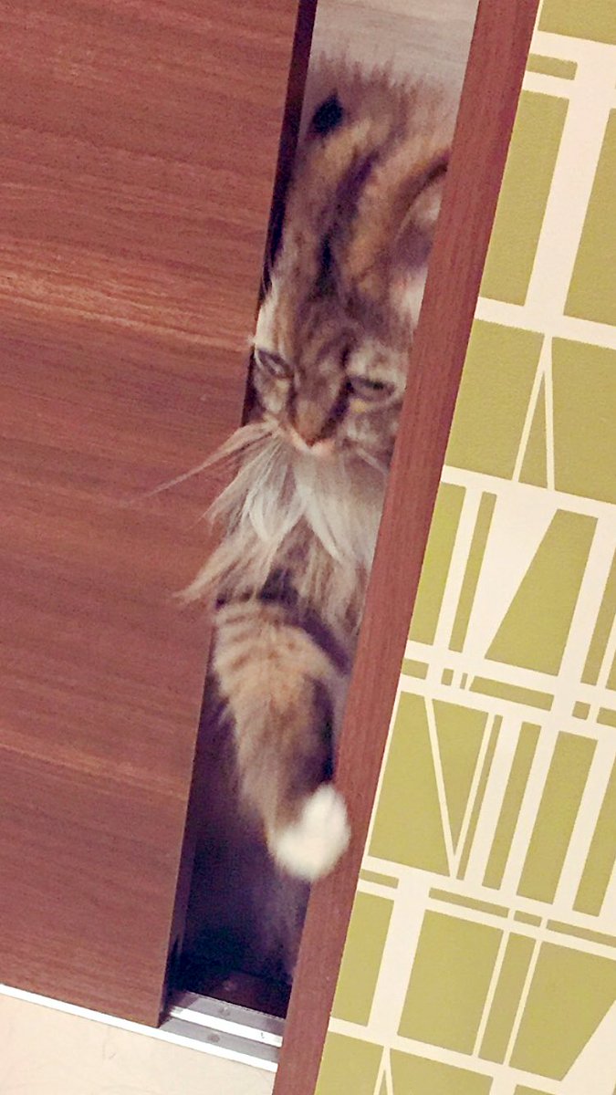 neginyan0717's tweet photo. トイレ入ってたら隙間から凄い顔で見てきた😂😂😂

 #ラガマフィン #猫のいる生活
 #猫好きさんと繋がりたい https://t.co/idMO8C45Pi