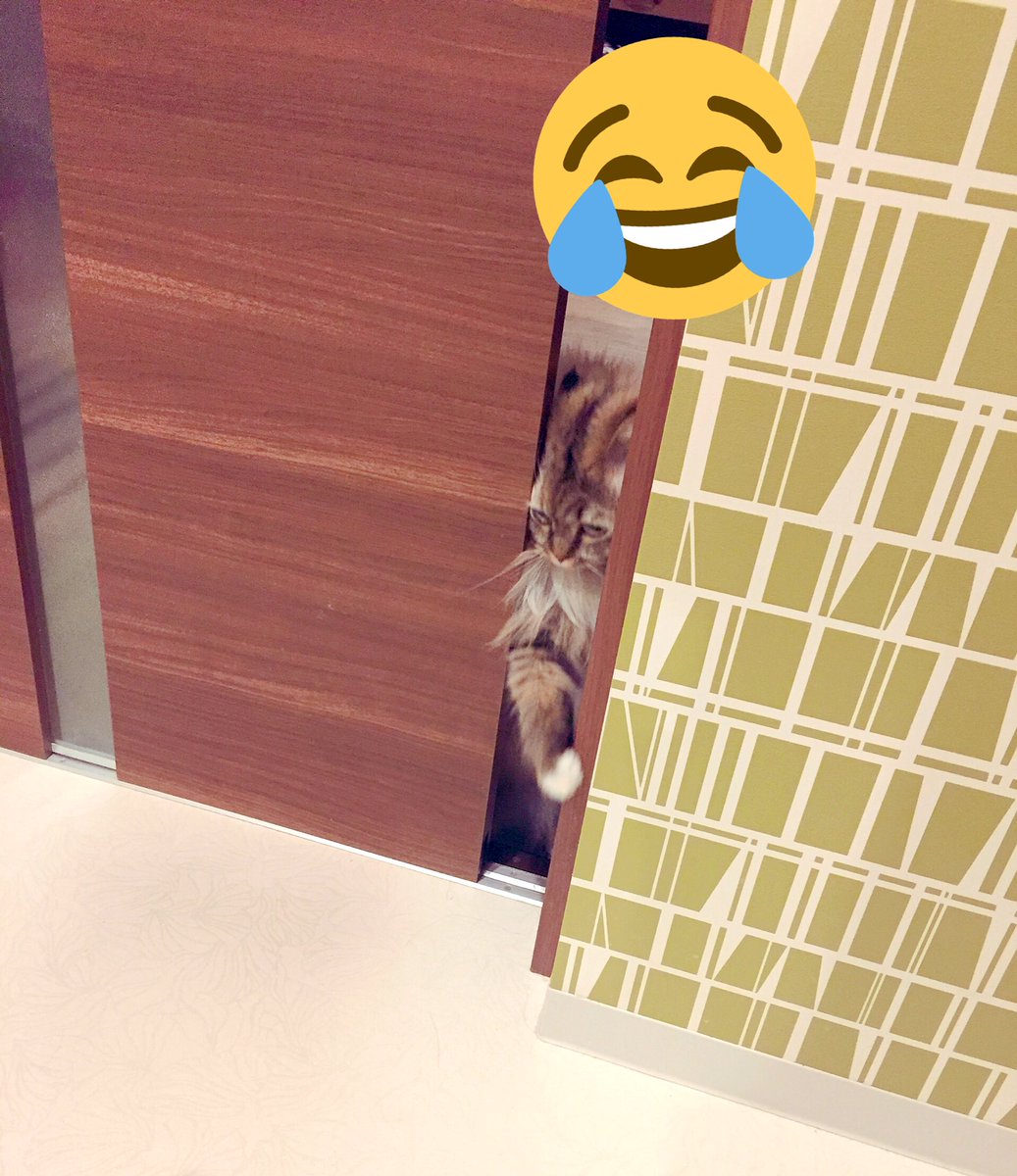 neginyan0717's tweet photo. トイレ入ってたら隙間から凄い顔で見てきた😂😂😂

 #ラガマフィン #猫のいる生活
 #猫好きさんと繋がりたい https://t.co/idMO8C45Pi