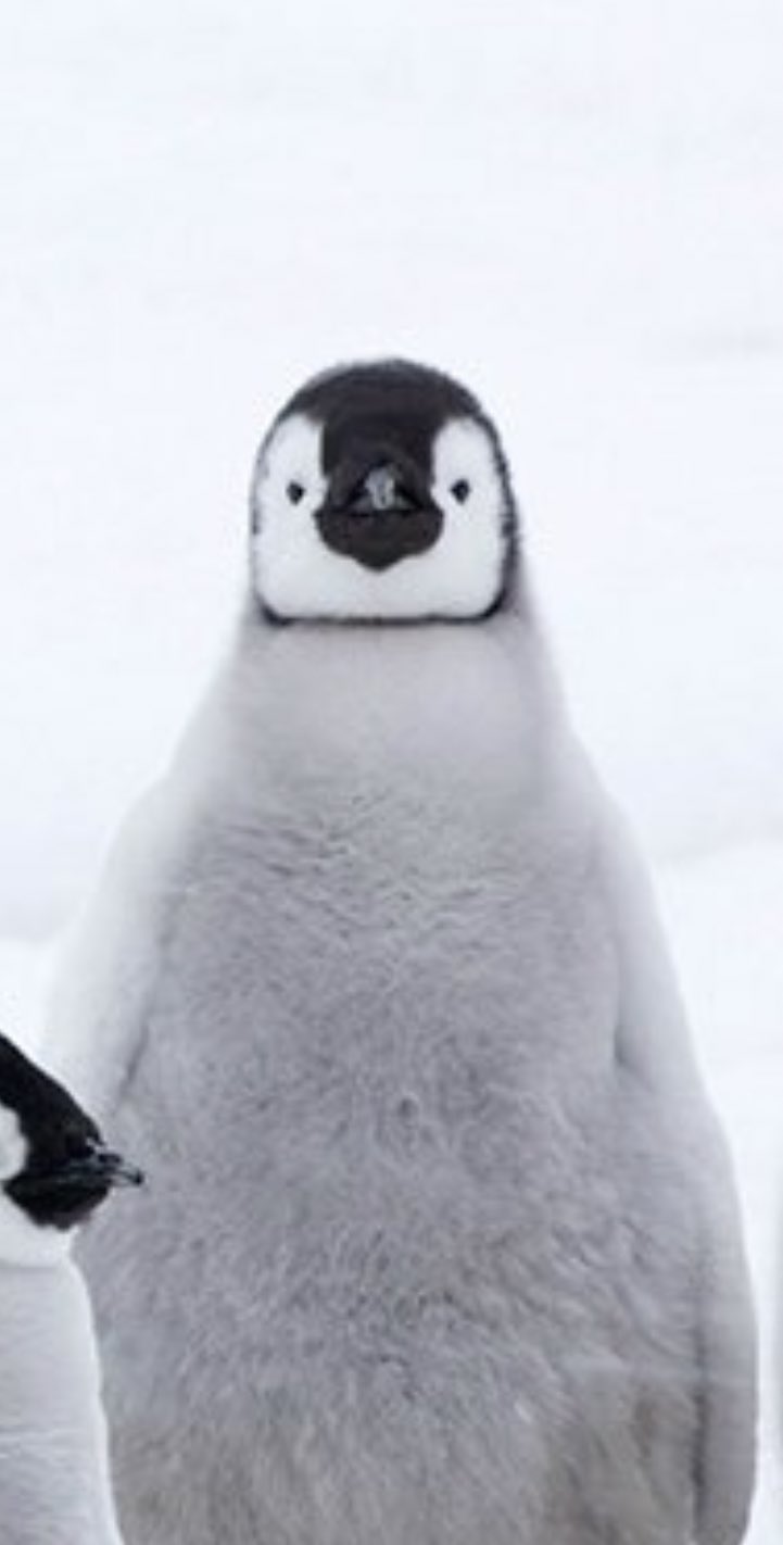 Twitter 上的 愚鈍 か かわいいな 皇帝ペンギン ただいま の画像 まんべんなくかわいいな T Co J7led9m1xu Twitter