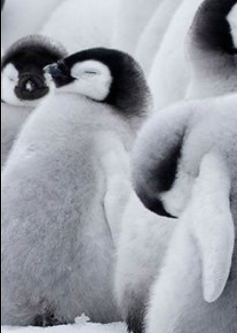 愚鈍 Auf Twitter か かわいいな 皇帝ペンギン ただいま の画像 まんべんなくかわいいな