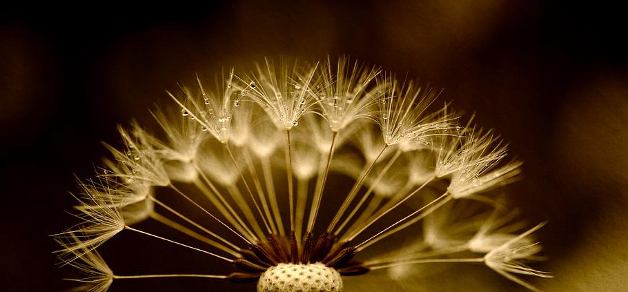 RobGMacfarlane's tweet image. Word of the day: &quot;pappus&quot; - scientific term for the feathery &quot;parachute&quot; that allows each dandelion seed to take flight &amp;amp; wind-disperse. Dandelion seeds are design-miracles: micro-aircraft designed to auto-destruct on landing, breaking beak (stem) &amp;amp; pappus away from seed.