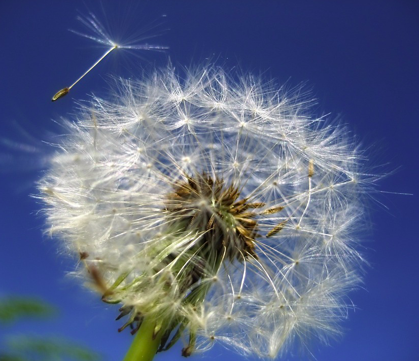 RobGMacfarlane's tweet image. Word of the day: &quot;pappus&quot; - scientific term for the feathery &quot;parachute&quot; that allows each dandelion seed to take flight &amp;amp; wind-disperse. Dandelion seeds are design-miracles: micro-aircraft designed to auto-destruct on landing, breaking beak (stem) &amp;amp; pappus away from seed.
