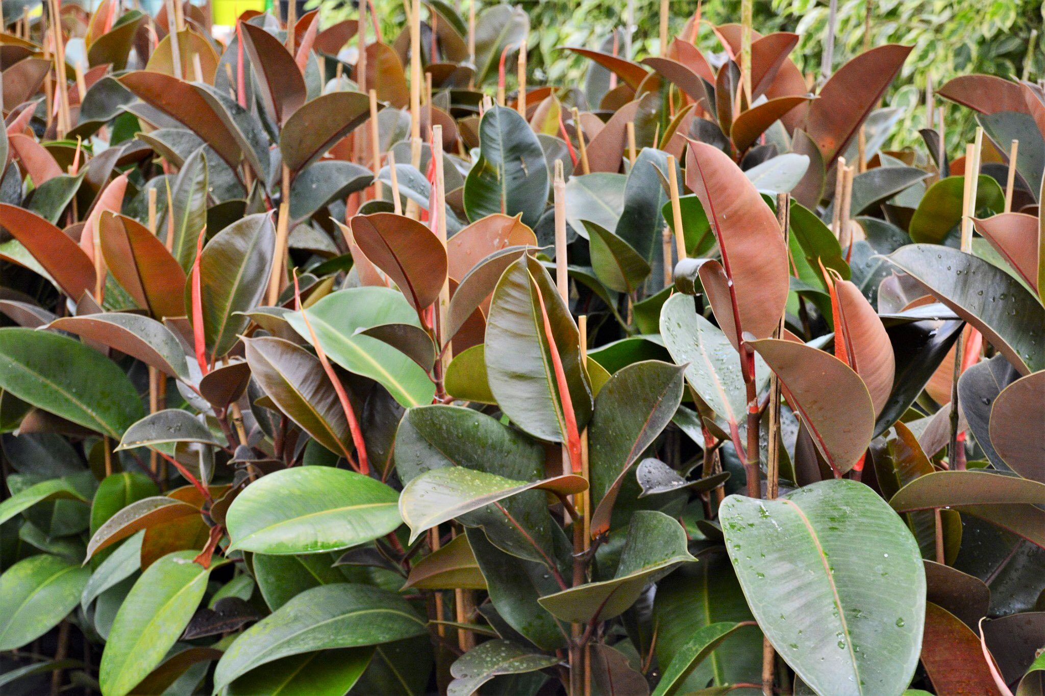Фикус botryocarpa var