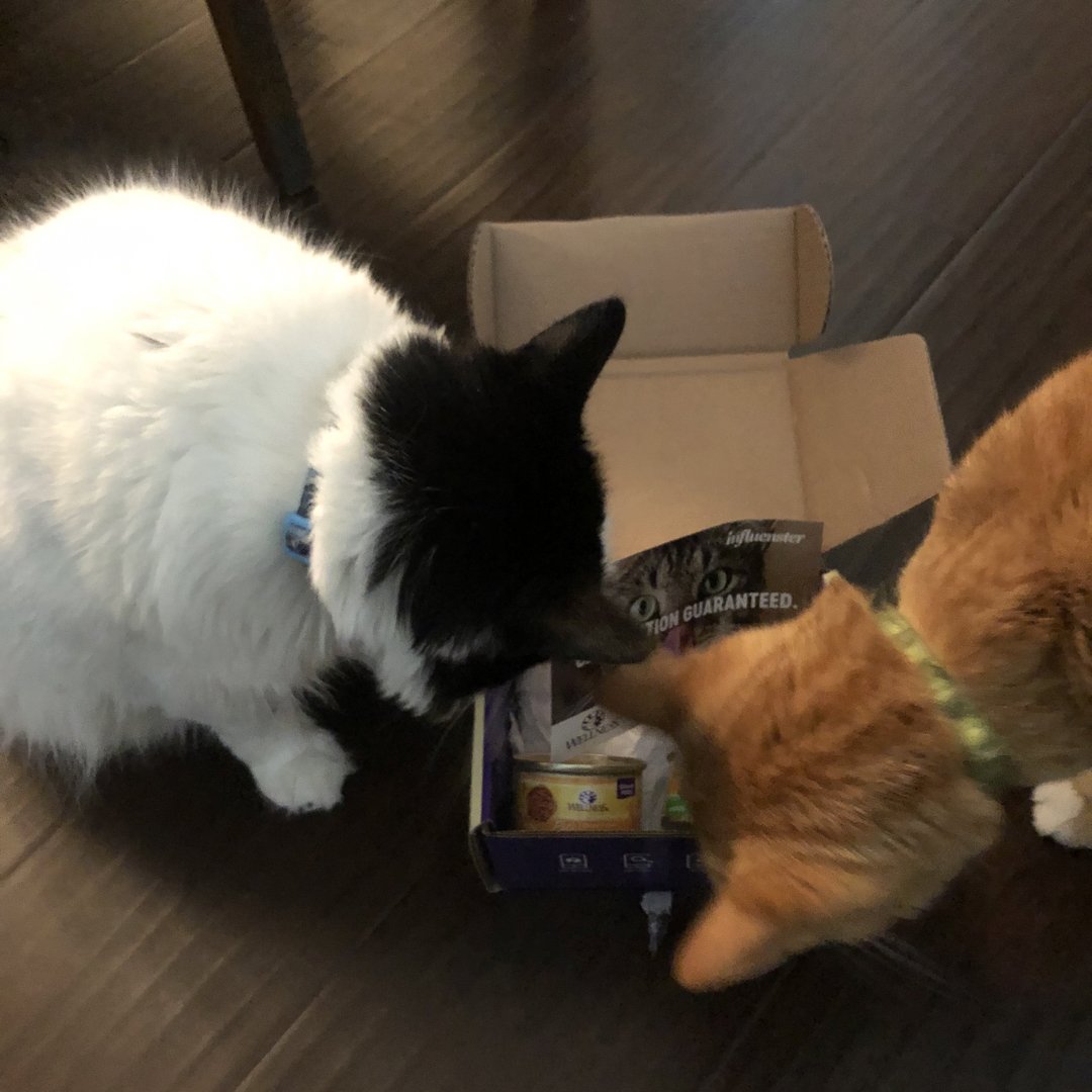hellolisasbuddy's tweet image. we’re dying to try them. Hurry up and feed us, hooman! @Influenster #wellnesscat   @wellnesspetfood #complimentary #catisfactionguaranteed