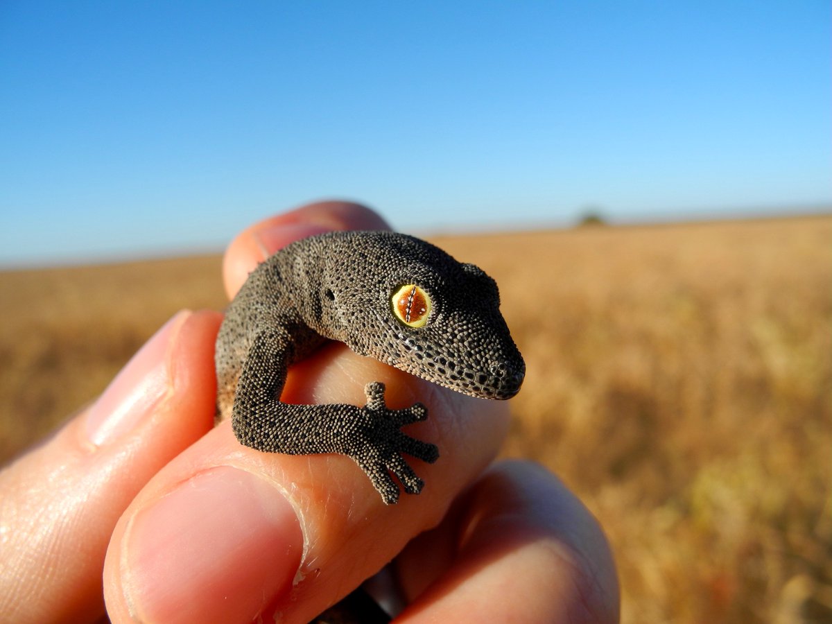 WildlifeBon's tweet photo. Capturing shots of this beautiful critter at @BushHeritageWA's Eurardy Reserve. 
Soft Spiny-tailed Gecko (Strophurus spinigerus) - incredible eyes.
@BushHeritageAus #WildOz #reptile #throwback https://t.co/zFXszH0mj0