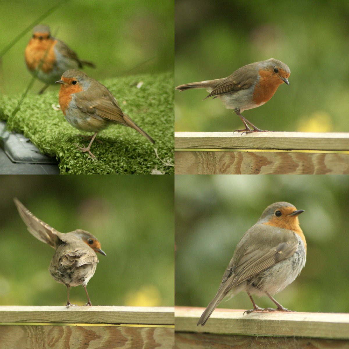 Busy birds 🐦 in the garden this May. A pair of robins have built a nest under the little waterfall in my pond😍,    blue tits have moved into both bird boxes and goldfinches, greenfinches &amp; chaffinches are eating me out of house and home.😆🐣💜
