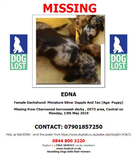 DogLostUK's tweet photo. #LOST #DOG EDNA
Female Silver Dapple And Tan Miniature #Dachshund #Puppy
#Missing from Charnwood Ave #Borrowash #Derby #Derbyshire #DE72
Monday, 13th May 2019
#ScanMe @SAMPAuk_ #LostDoog @VetsGetScanning #DogLostUK
https://t.co/uBtNHaFvLk https://t.co/TnUg6awpuY