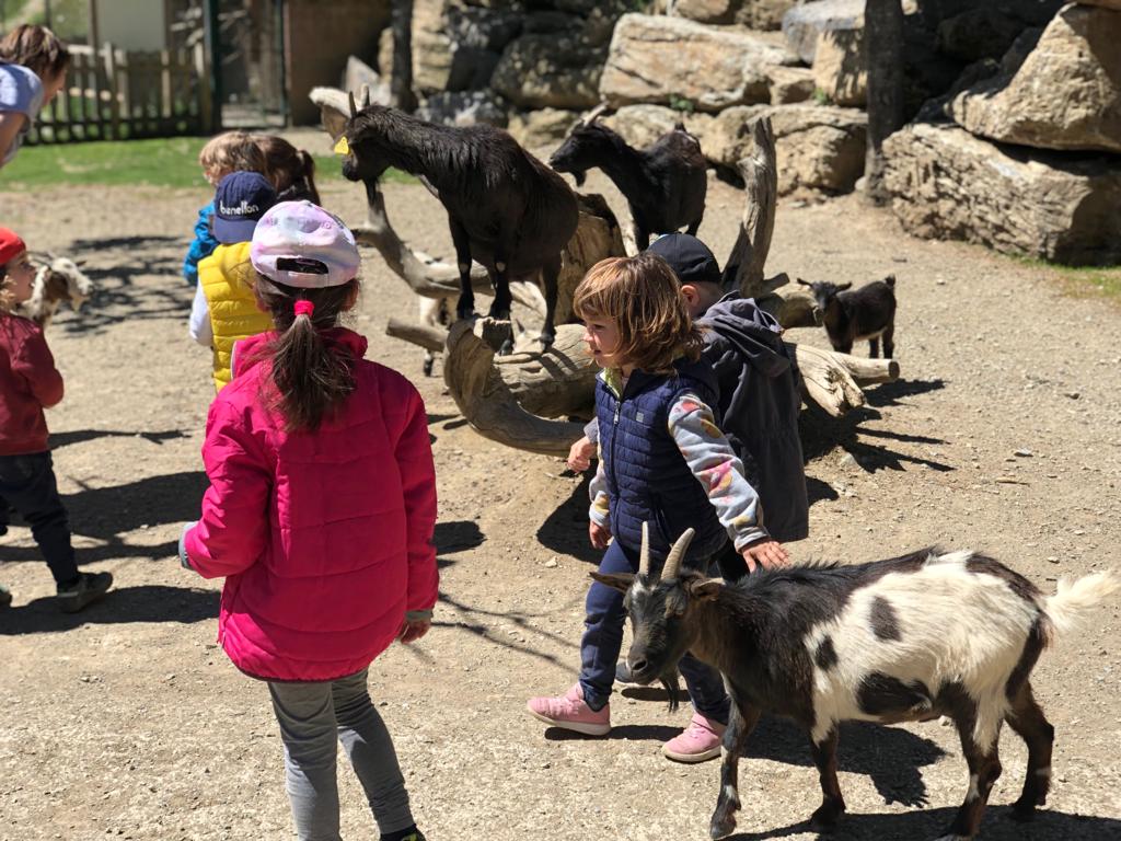 Ens endinsem al Pirineu per gaudir i observar la seva fauna i el seu entorn🐾 #P3SSCC