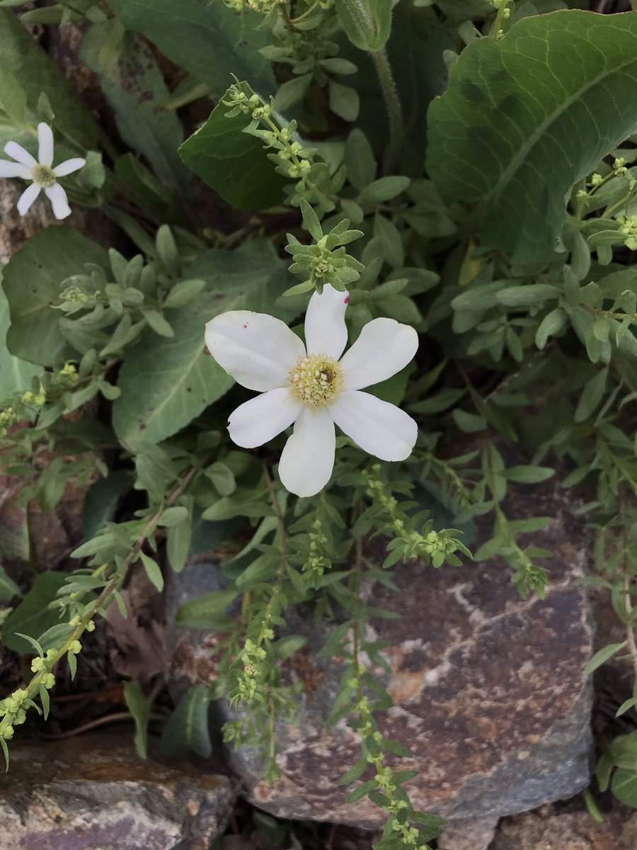 方舟子a Twitter 加州原产植物曼萨草 Yerba Mansa 拉丁学名翻译过来是加州类银莲花 Anemopsis Californica 美洲原住民用它治疗很多种病 别让中医粉知道 方舟子a Twitter 加州原产植物曼萨草 Yerba Mansa 拉丁学名翻译过来是加州类银莲花 Anemopsis Californica 美洲原住民用它治疗很多种病 别让中医粉知道