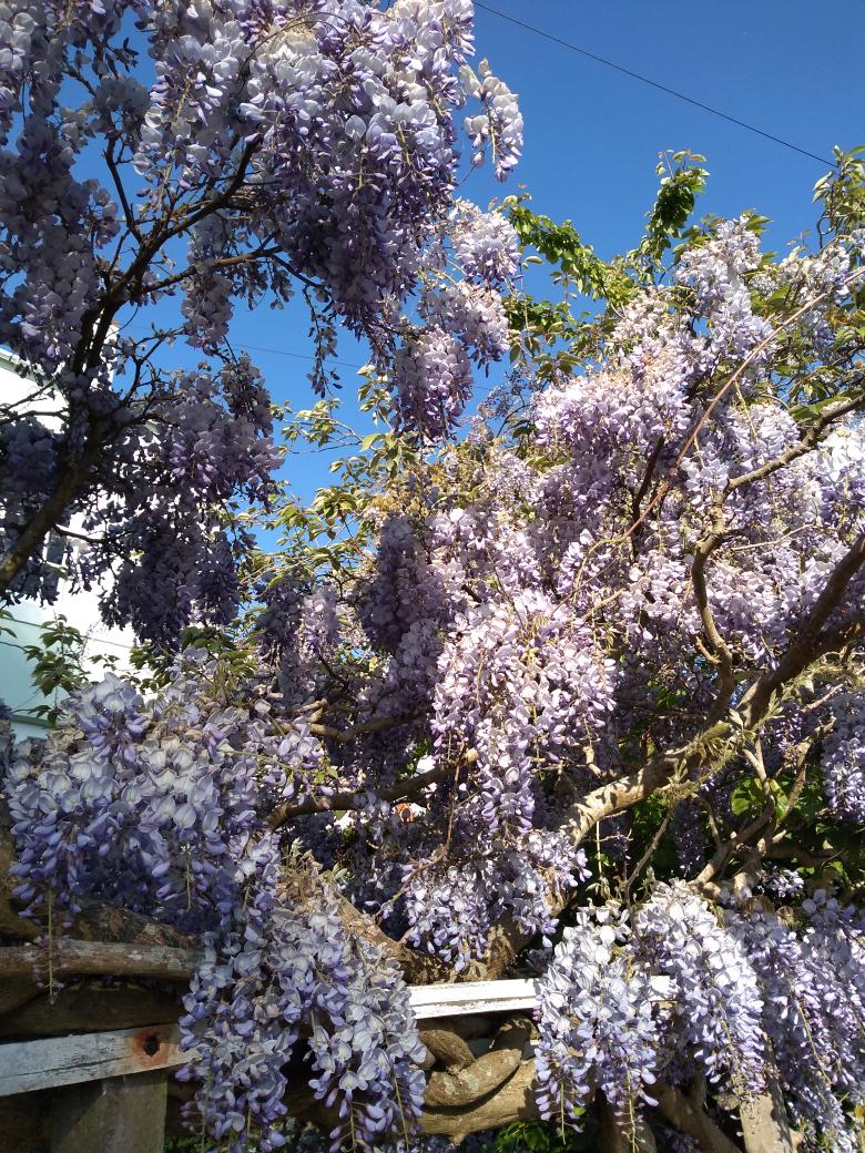 PascaleExeter's tweet photo. An abundance of #flowertoday on my #markingwalk #readingwalk - perfect little gift for @fiandshoegaze 🥂 https://t.co/25zQJ6eST4