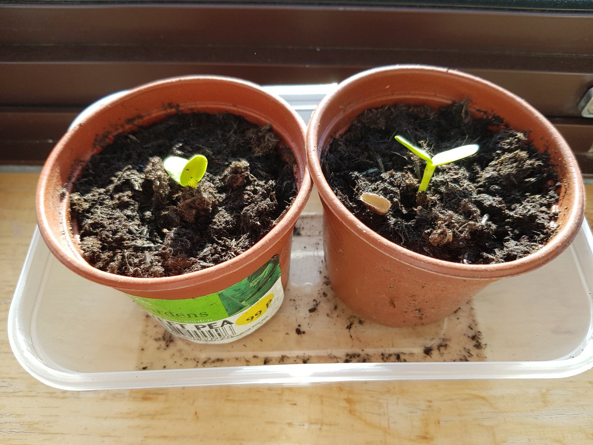 ☀️ Good Morning Twitter!! ☀️ A quick sunflower update!! We have germination and growth already! 🌻🌻 Trying not to over water and keeping in the sunshine! How is everyone else doing? #bloomingmarvellous19 #heartfailureawareness