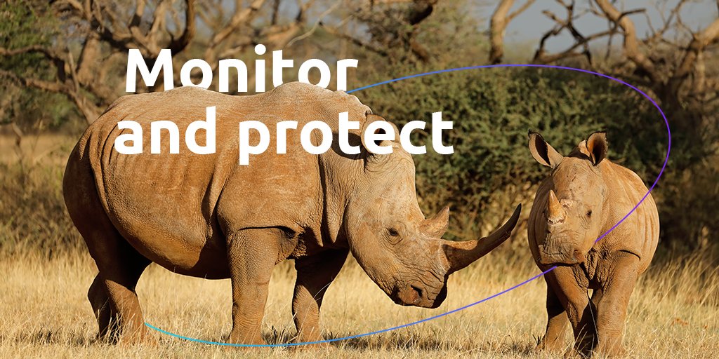 3 rhinos are killed in Africa every day for their horns. We can fight this slaughter! We created a tracking solution to help monitor and protect #Rhinos. With your help, we can equip more rhinos. Find out how you can contribute 👉bit.ly/HelpSaveRhinos  #WILDLIFE #0GNetwork