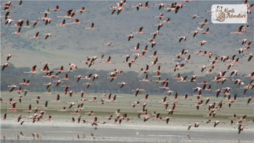 It glitters in the sun and is often covered in the cloud upon cloud of pink lesser flamingos.
It is the amazing #LakeManyaraNationalPark #africansafari #wildlife