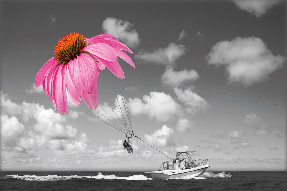 FrutaromHealth's tweet photo. Echinacea purpurea has a worldwide reputation for its immunomodulatory and anti-inflammatory properties. More about our product #Echishield™, based on #Echinacea purpurea at https://t.co/vE2s3CmvRy https://t.co/uwHN3Ft0qr